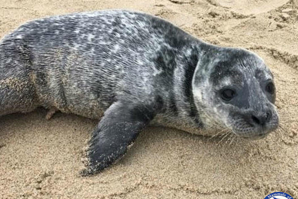 Abandoned Seal Rescued And Released in Maine Spotted in New York