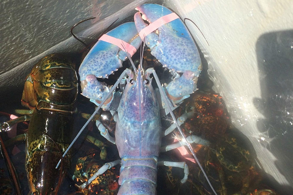 Yet Another Rare Colored Lobster Caught in Maine