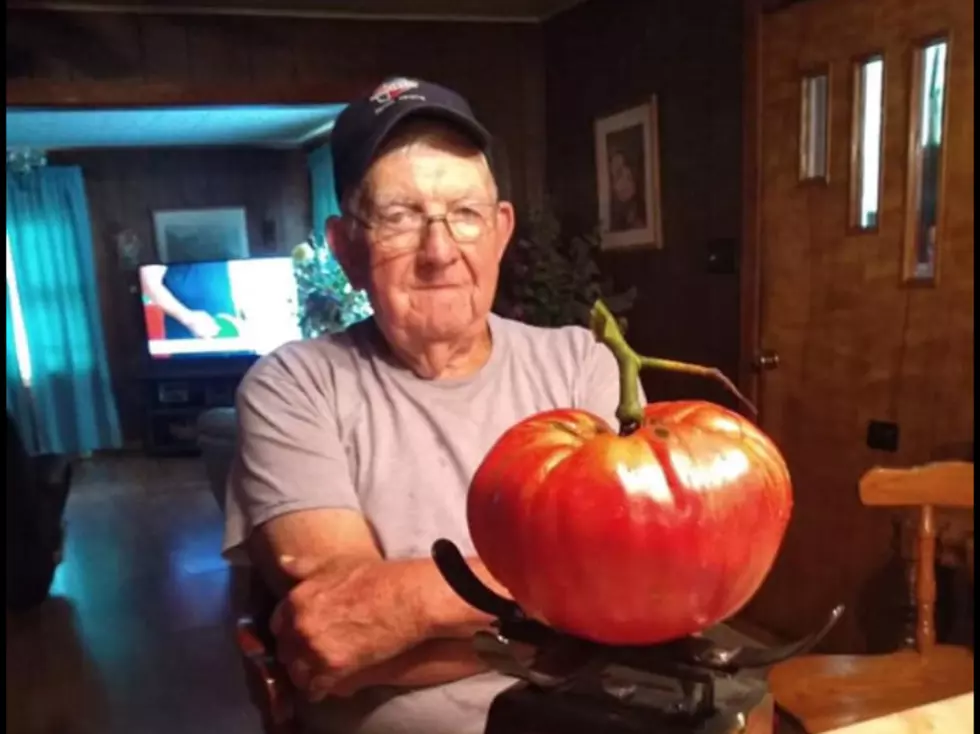 Is That a Pumpkin? Nope, Papaw Just Grew A Giant Tomato