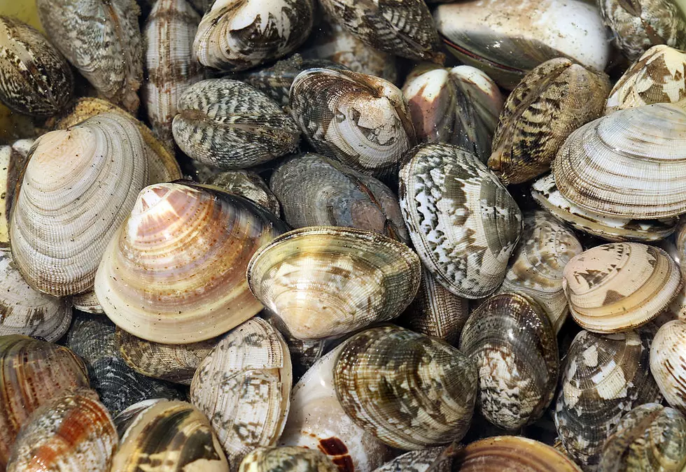 Clam Digging Halted in Biddeford Pool Due to Mystery Pollution