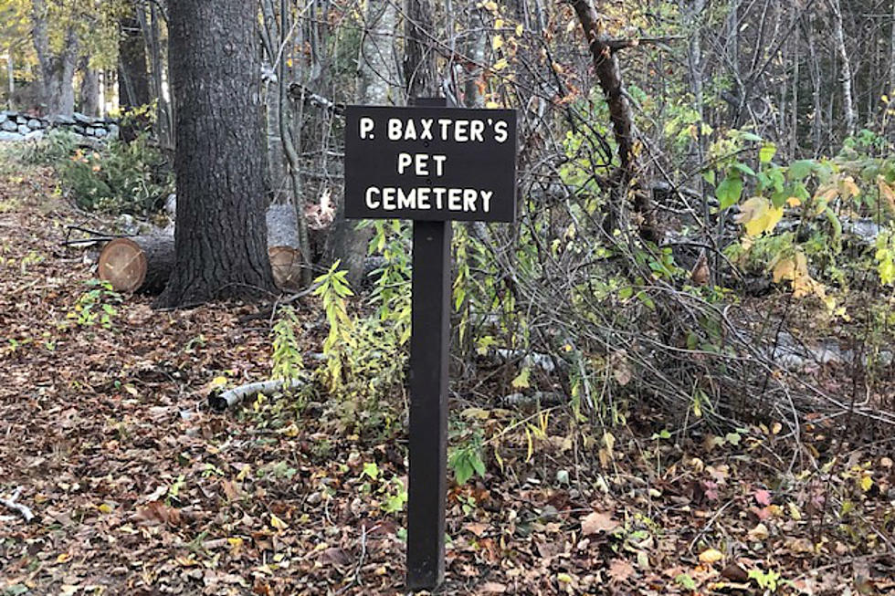 Pet Cemetery on Mackworth Island Is Creepy and Sweet