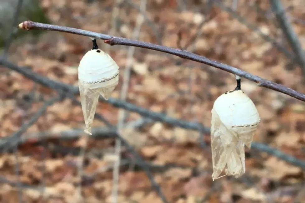 Do You Know What Insect Sleeping Bags These Are Spotted in Maine?