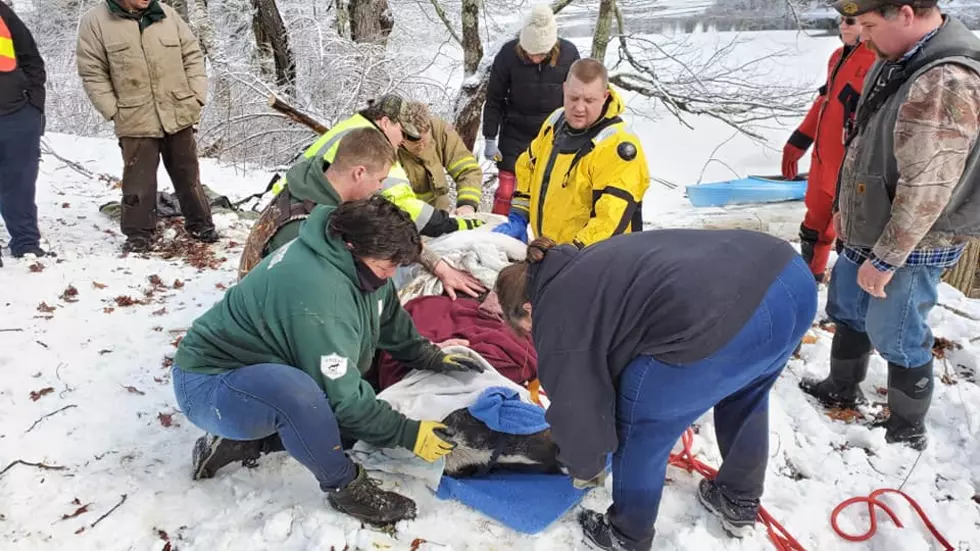Sad News for Maine Horse Rescued from Icy Waters by Fire Department
