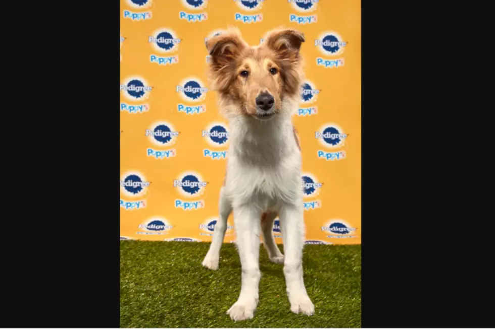 Duncan From Maine Wins Puppy Bowl