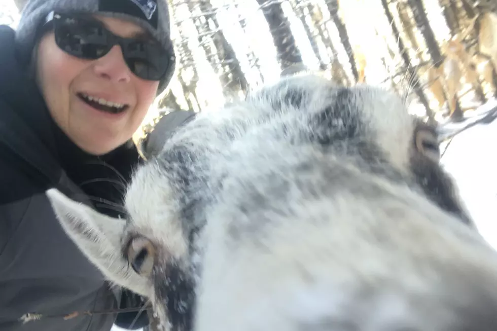 Hike With Goats, Milk Goats and Drink Goats Milk in Gray