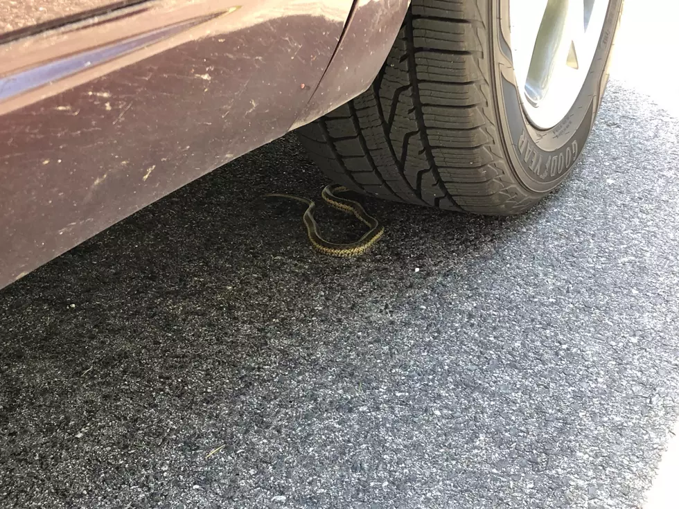 VIDEO: How to Get a Snake Out From Under Your Car