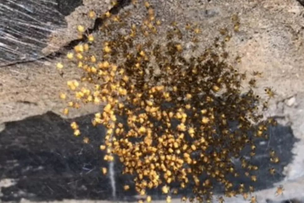 WATCH: Scary as Hell Mass of Baby Spiders Born on My Front Steps