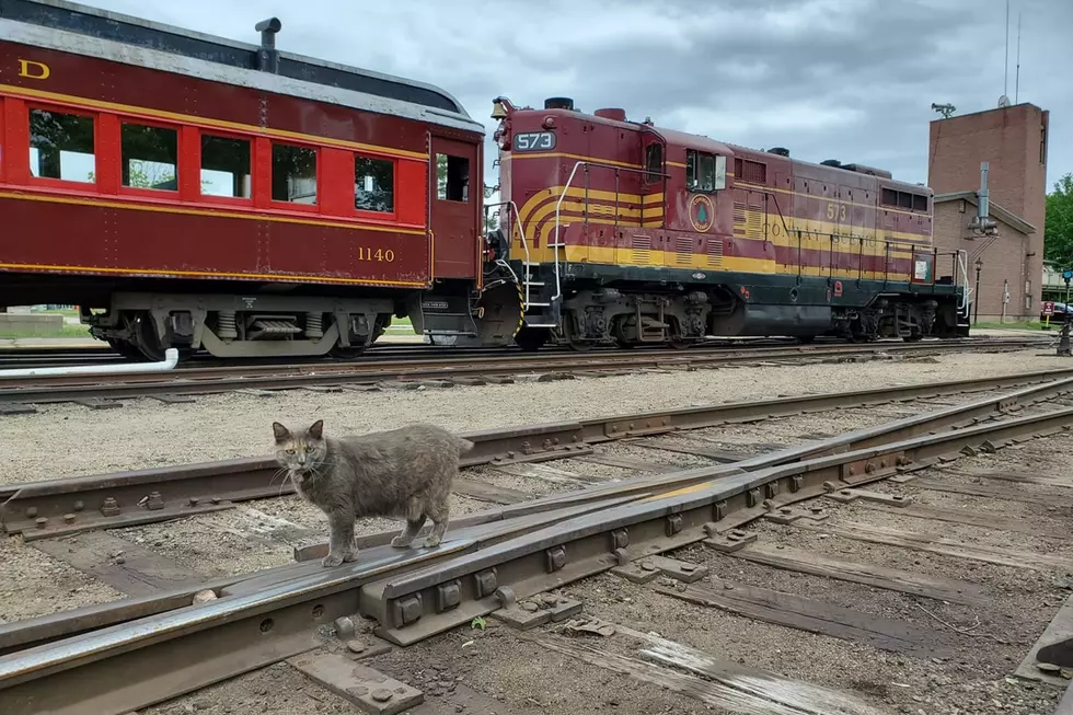 Conway Scenic Railroad&#8217;s Roundhouse Cat Continues Long Tradition