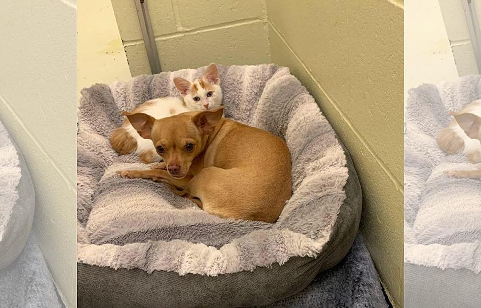 Unusual Bonded Pair Looking for a Maine Home