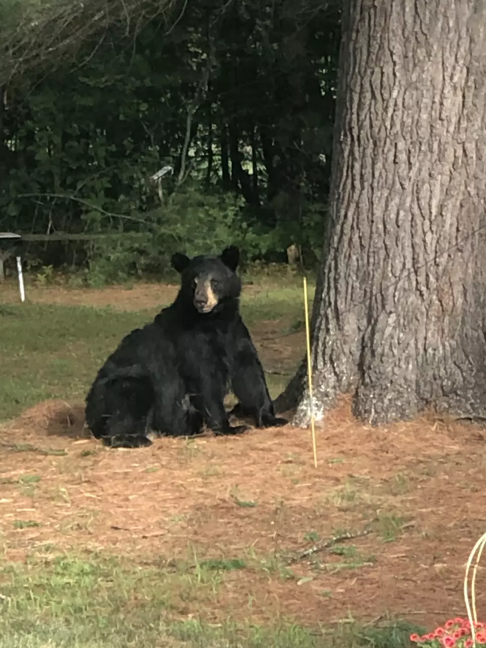 Black Bear Feeling Pretty Comfy in Fryeburg Backyard