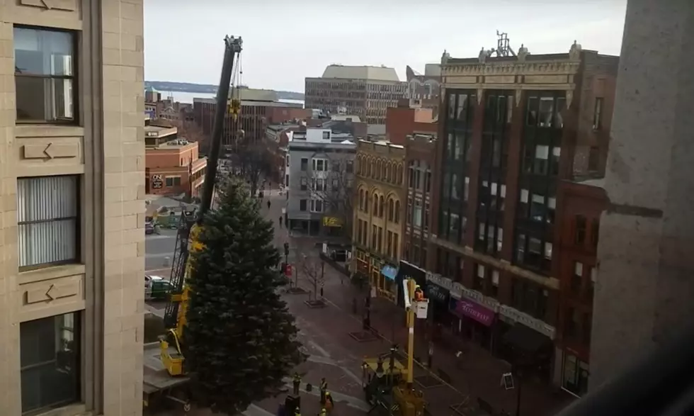 Help Find Portland Monument Square's Next Holiday Tree