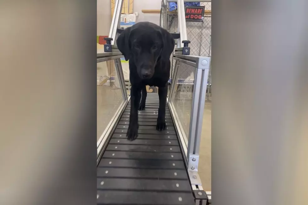 Bangor Police Dog on a Treadmill is Just What We Need To Watch Right Now