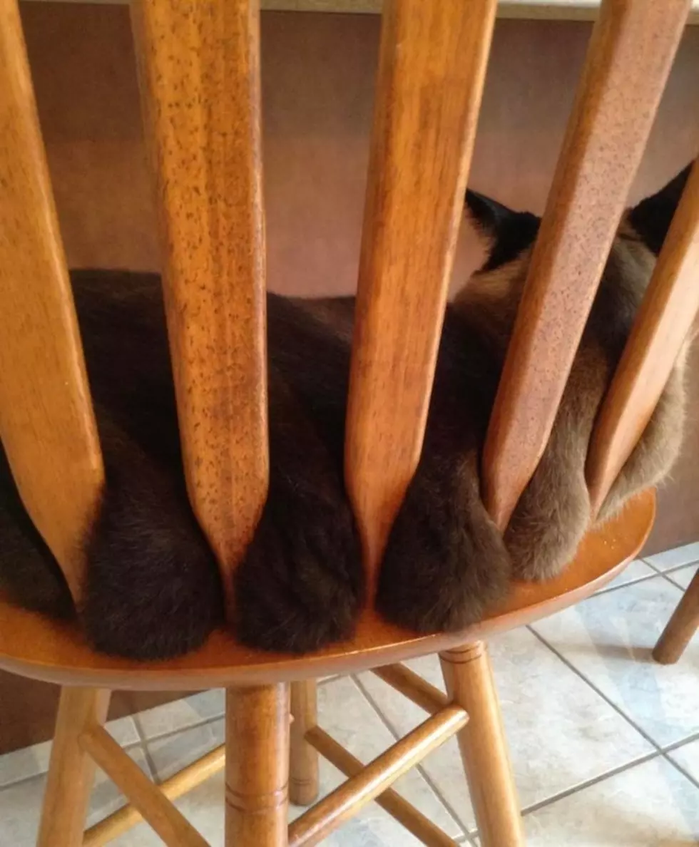 Wiscasset Cat Big Hit on Reddit for 'Homemade Rolls'