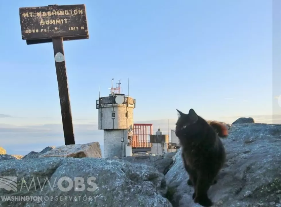Marty the Cat, the Mount Washington Mascot, Has Died