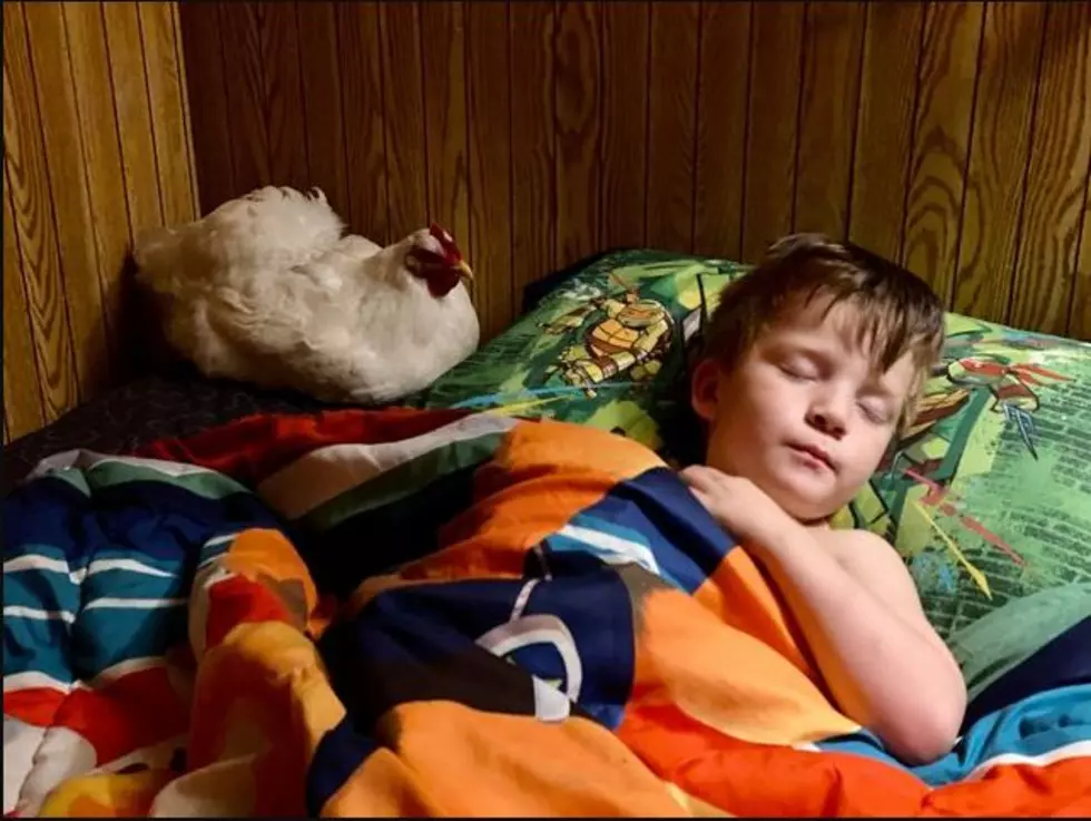 This 5-Year-Old Maine Boy and His Chicken Are Friendship Goals