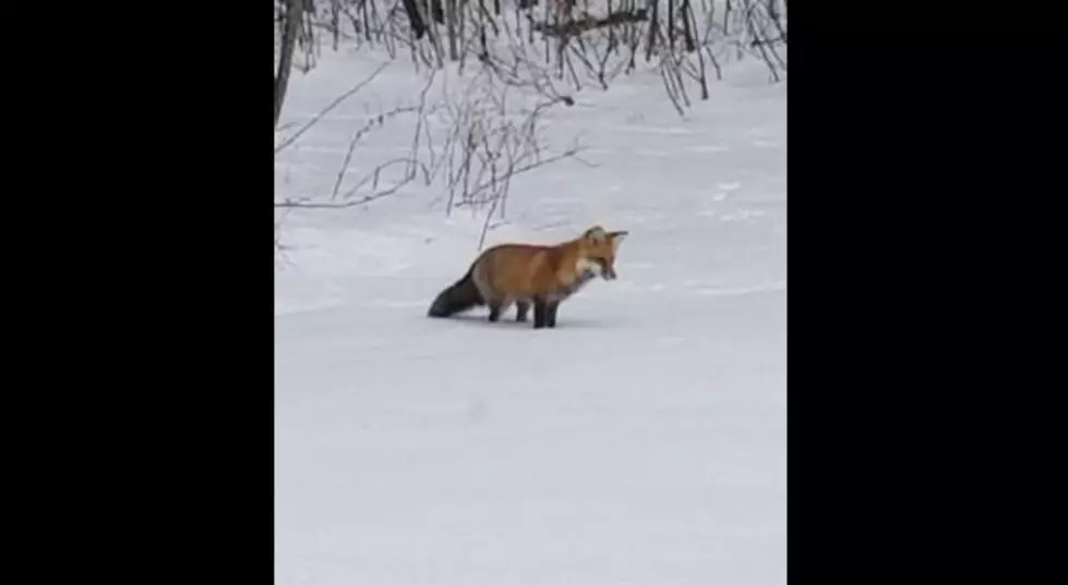 WATCH: Fox in Maine Backyard Hunts for Mice in the Fresh Snow