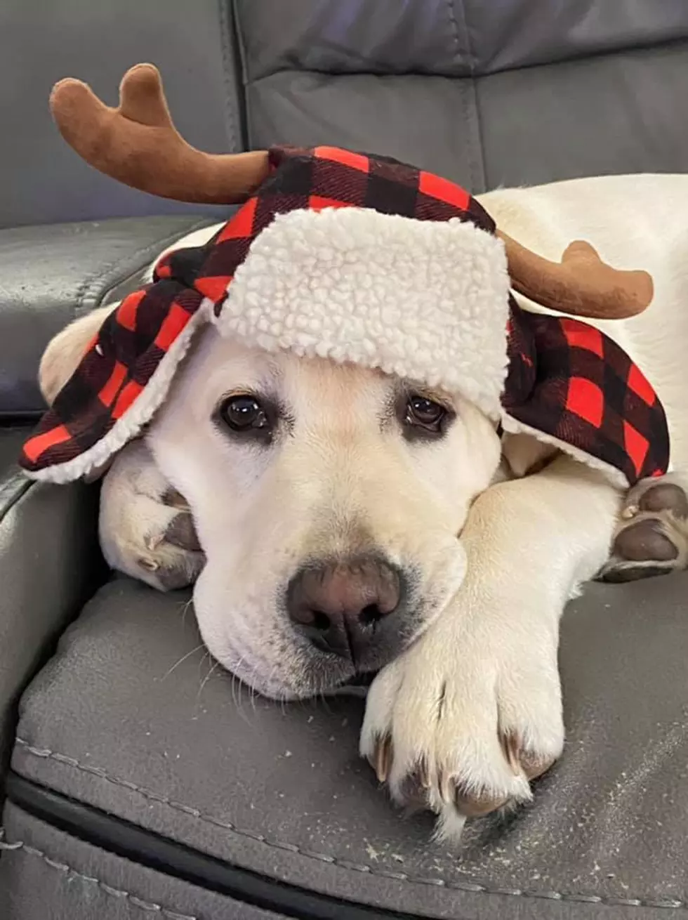 10 Maine Pets Decked Out For the Holidays - Part II