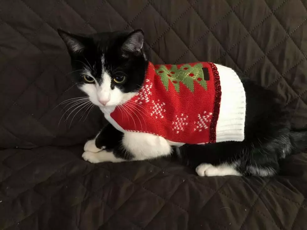 10 Maine Pets Decked Out For the Holidays
