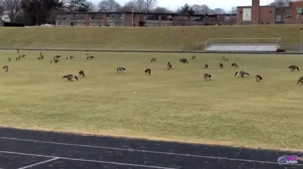 WATCH: Geese Invasion Behind Cheverus High School