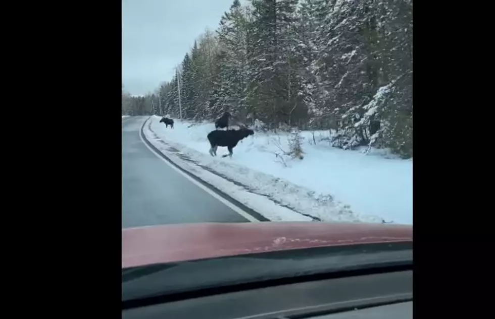 Family of Moose Seen in Moxie Gore in Somerset County