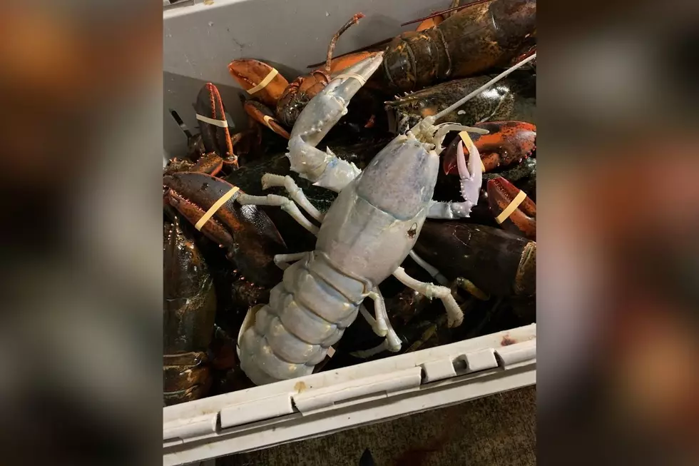 Rarest Lobster in the World Caught off the Coast of Maine
