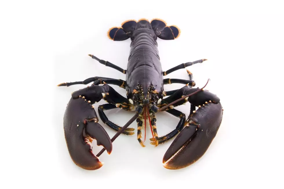 Do Lobsters Feel Pain When Boiled? UMaine Has the Answer