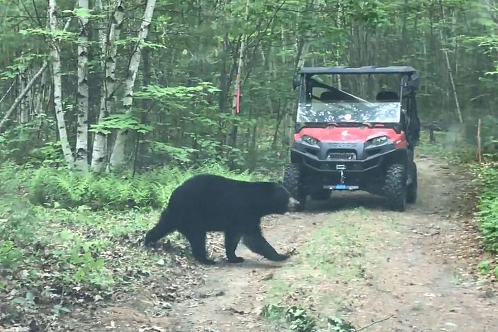 Black Bear in Newry Gets Startled When it Turns And Sees People Shooting Video