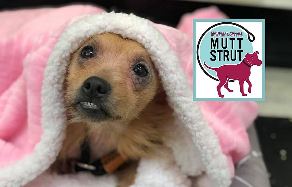 Help Maine Shelter Animals and Have Fun With the 2021 Mutt Strut