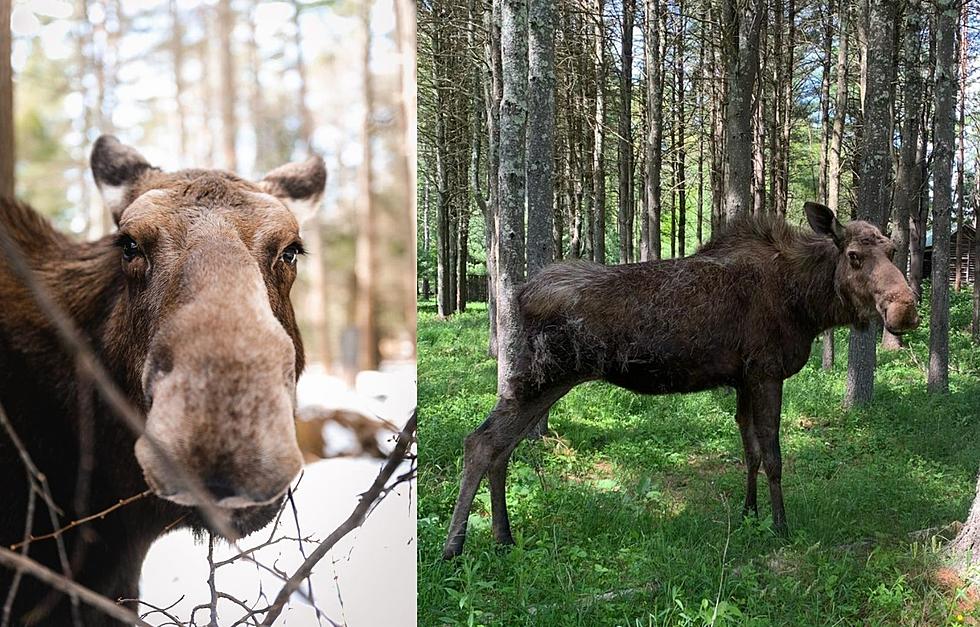 Beloved Moose Annie of Maine Wildlife Park in Gray, Maine Has Passed Away