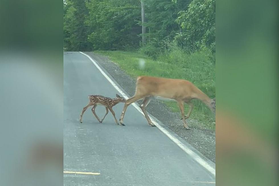 Maine State Trooper Stops With Blue Lights On To Let Doe and Fawn Cross the Road