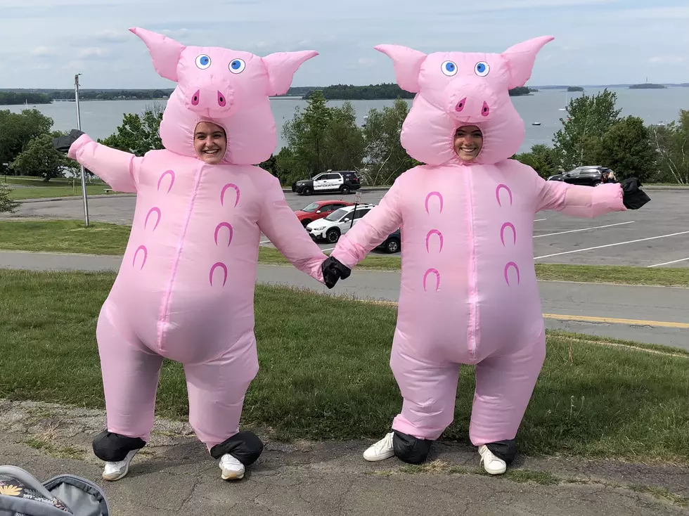 Why Were These Two Happy Pigs on Portland's Eastern Prom?
