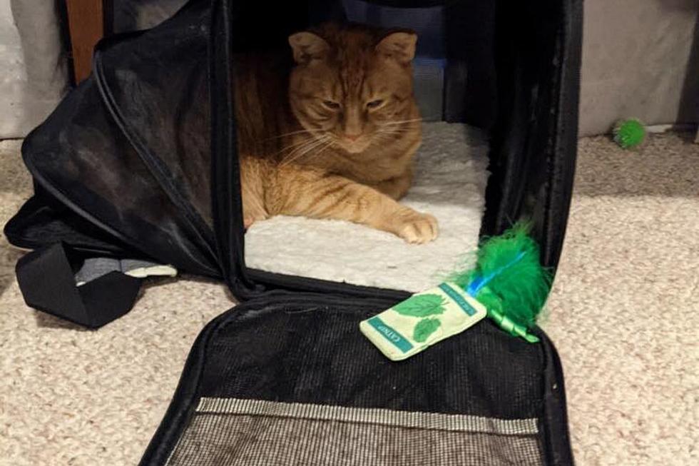 Can’t Get Your Cat in the Carrier For a Vet Trip? A Maine Humane Society Has Some Tips