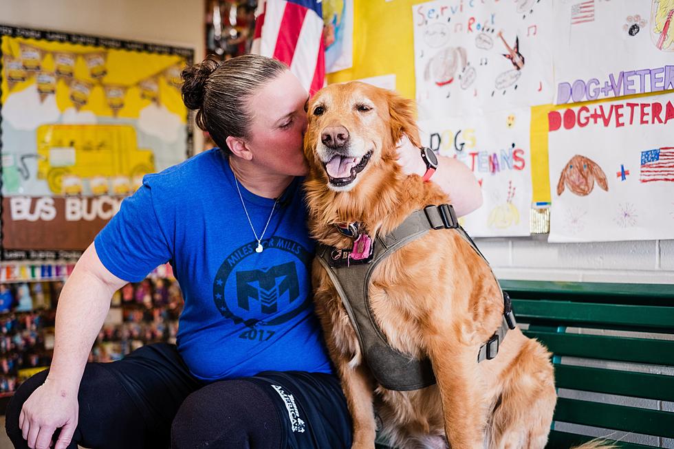 Wish Maine Service Dog Moxie a Happy 13th Birthday as She Fights Cancer…Again