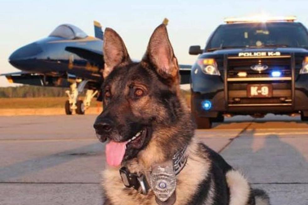 Maine Police Departments Share Pics of Their K9s on National Dog Day