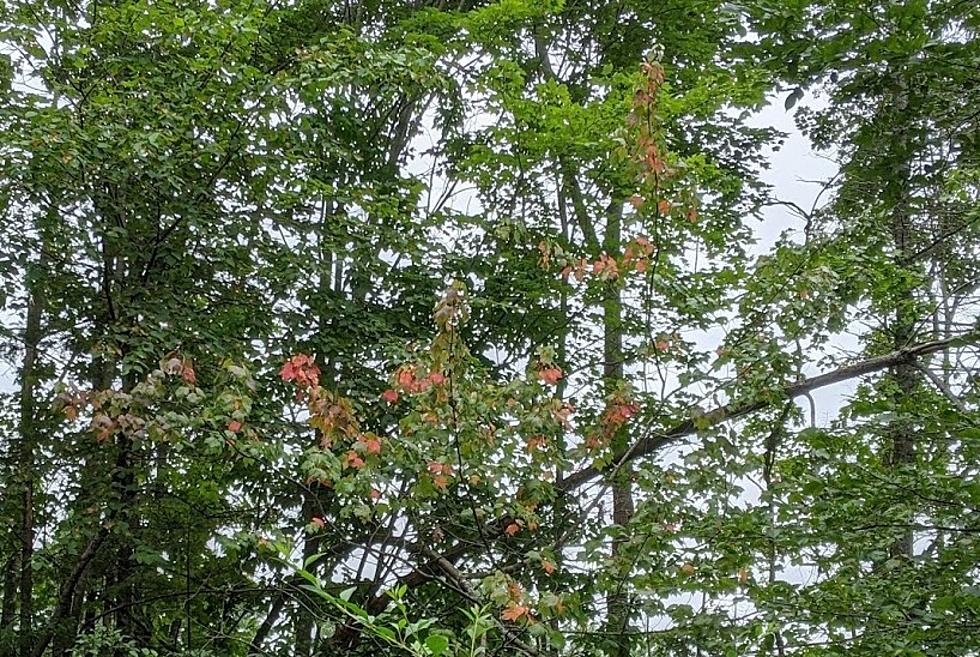 Some Leaves in Maine Are Turning Color Early and There’s a Reason Behind It