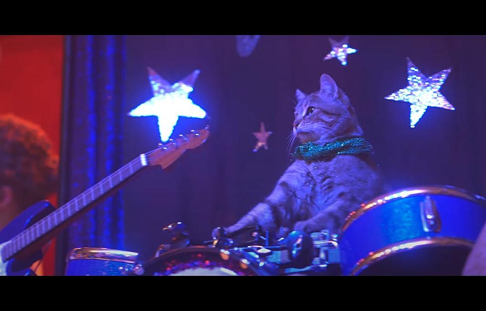 This Feline Variety Show in Portland, Maine Prove That Cats Can Be Trained