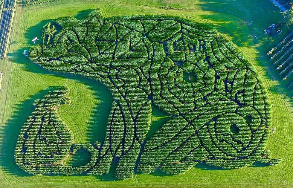 Maine Farm Has Second Best Corn Maze in The Entire Country