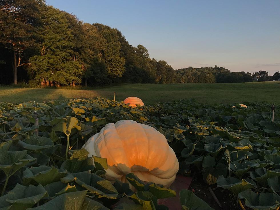 Guess Which Famous Mainer Grew This Monster Pumpkin?