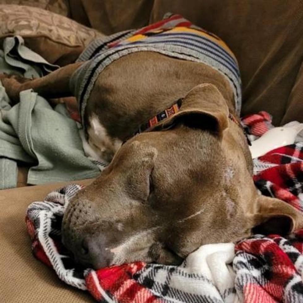 Pit Bull Rescued From a Kill Shelter Needs Maine Forever Home