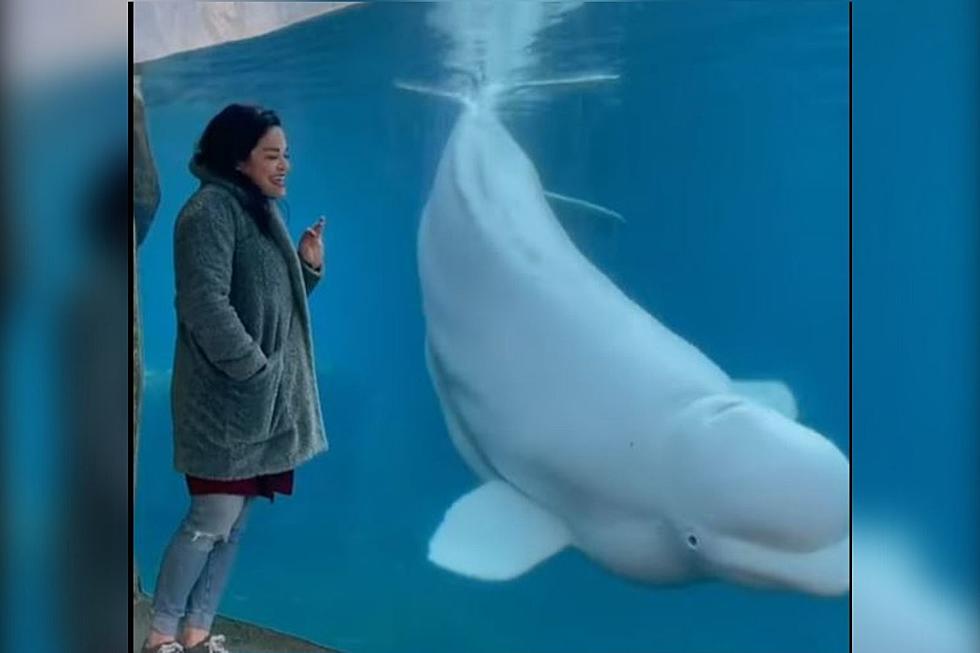 Watch Scarborough, Maine’s Samantha Ramsdell Sing to Beluga Whale That Seems To Like It