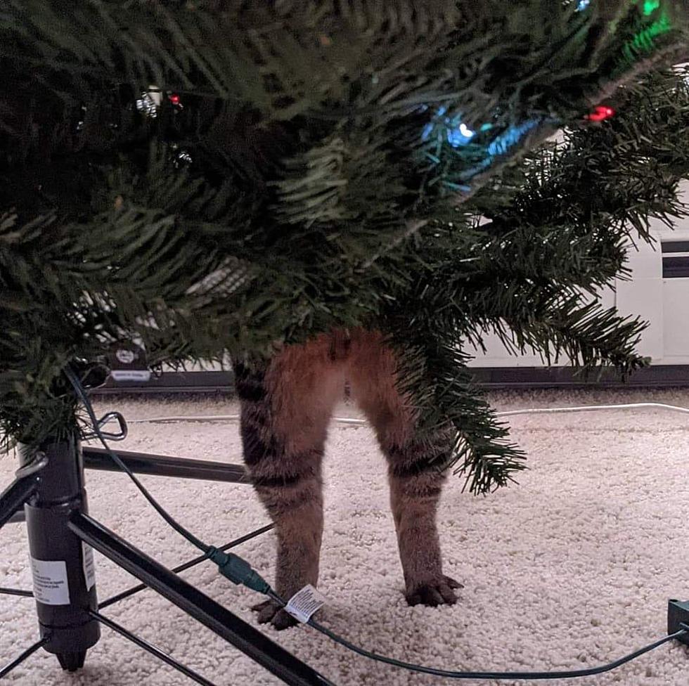 25 Photos of Maine Cats Who Can&#8217;t Stay Away From Christmas Trees
