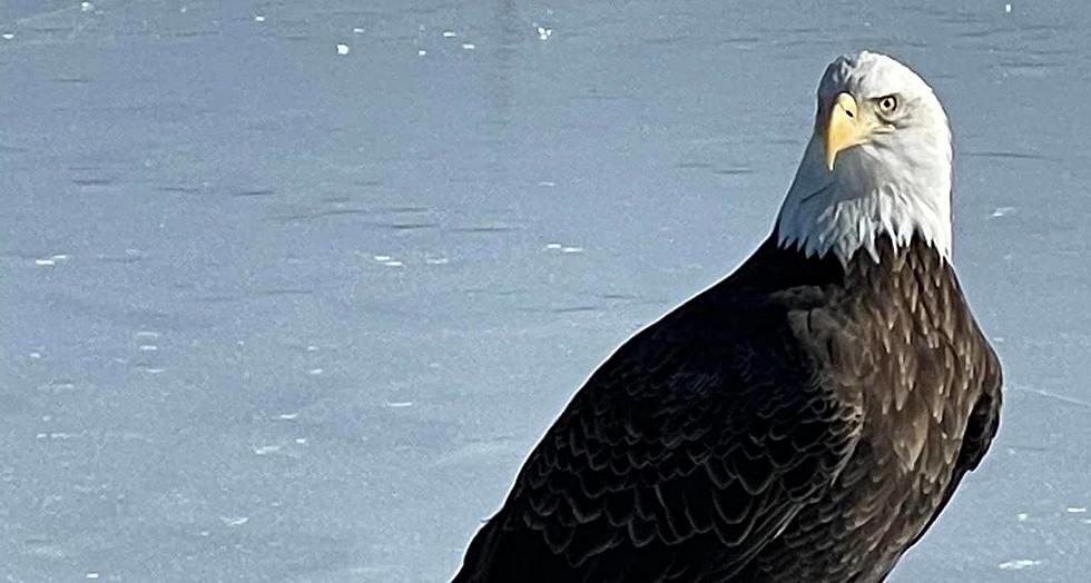 Bald Eagle Lands on Lake Ossipee Looking for an Easy Lunch From Ice Fisherman