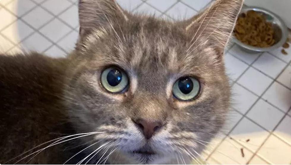 Beloved Lost Maine Cat Found Seven Years Later as Stray in Florida