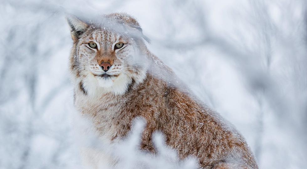 Rare Sighting of a Family of Lynx Crossing Road in Amity, Maine