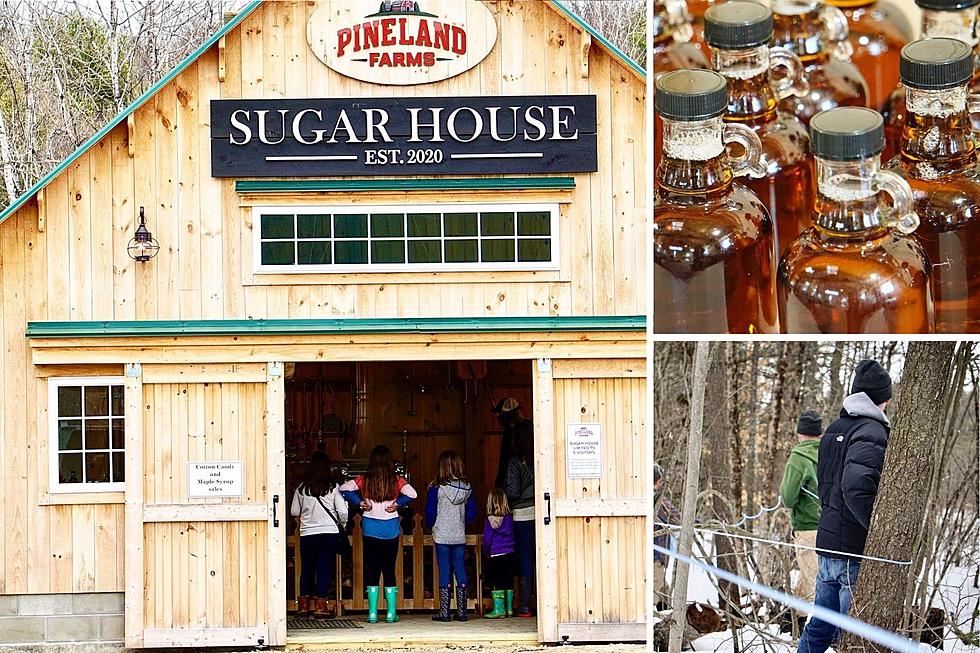 Check Out One of The Dozens of Maine Maple Sunday Activities Happening Throughout The State