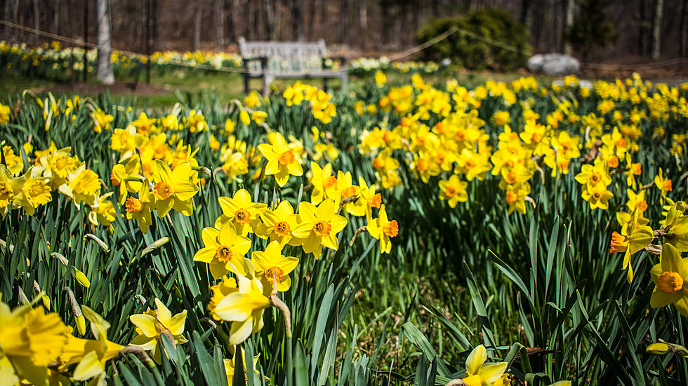 Admire Thousands of Daffodils Bloom at This New England Garden 