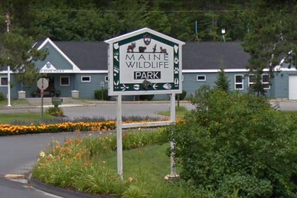 Maine Wildlife Park Closing for the 2022 Season, but Veterans Get in Free on the Last Day