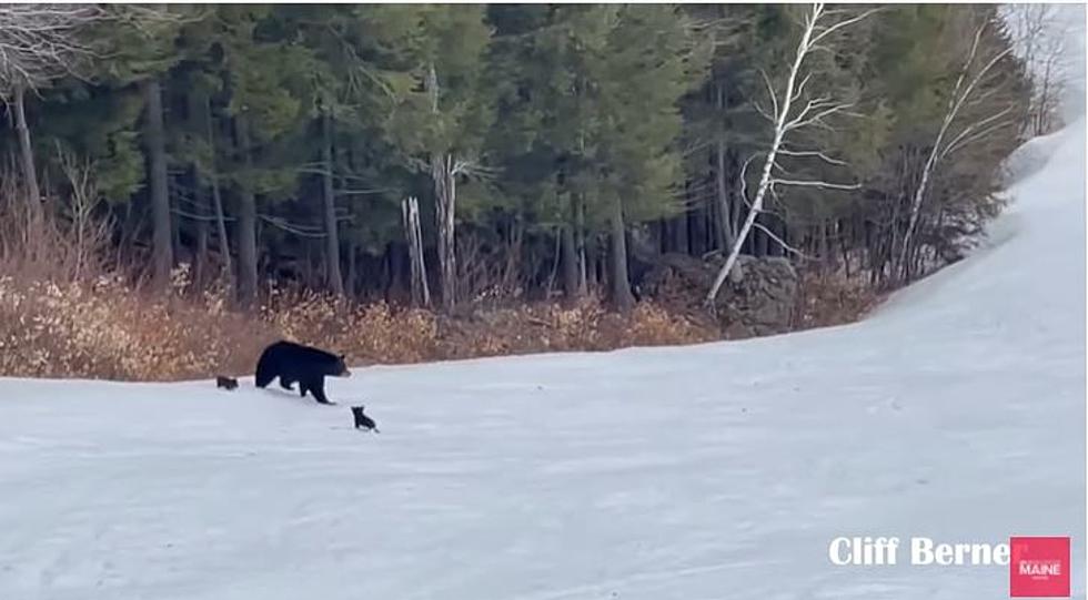 Watch Mama Bear Bring Her Cubs Across a Ski Trail at Sunday River