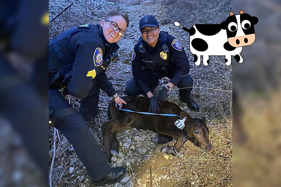 Westbrook, Maine Police Rescue Escaped Baby Cow Yellowstone-Style