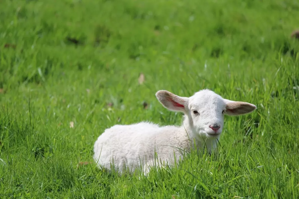 192 Years Ago a New Hampshire Woman Published “Mary Had a Little Lamb”